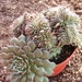 graptopetalum   filiferum.                                       