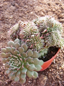 graptopetalum   filiferum.                                       