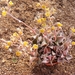 lenophyllum  guttatum