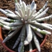 senecio   scaposus