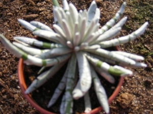 senecio   scaposus