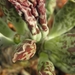 adromischus  cristatus . v . zegeri
