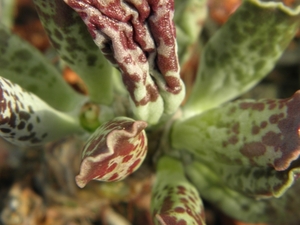 adromischus  cristatus . v . zegeri