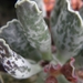 adromischus  cristatus . v . zegeri.                             