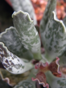 adromischus  cristatus . v . zegeri.                             