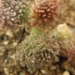 adromischus  koukamk  red