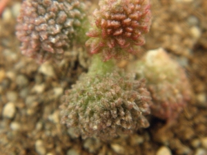 adromischus  koukamk  red