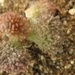 adromischus  koukamk  red.                                       