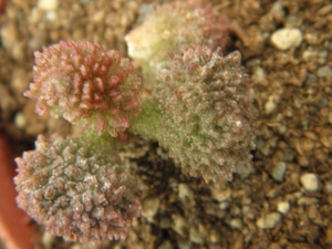 adromischus  koukamk  red.                                       