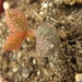 adromischus  marianae