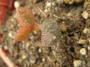 adromischus  marianae