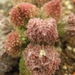 adromischus  marianae  ( kour kammaberg )