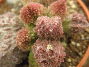 adromischus  marianae  ( kour kammaberg )