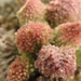 adromischus  marianae  ( kour kammaberg ).                       