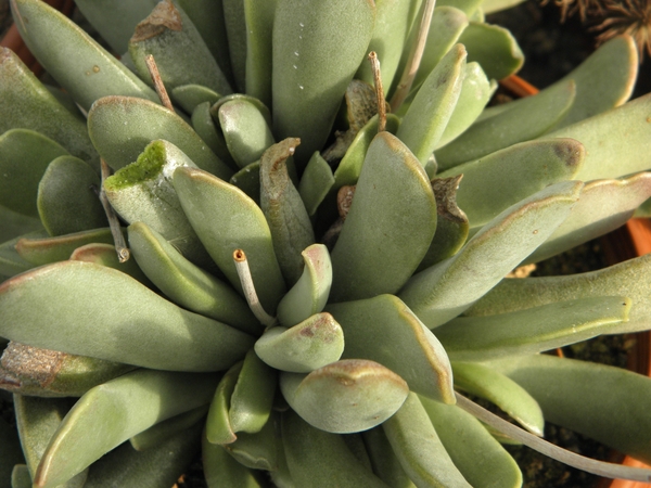 adromischus  unbreaticola