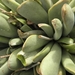 adromischus  unbreaticola.                                       