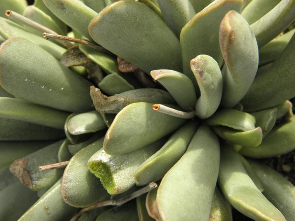 adromischus  unbreaticola.                                       