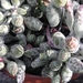 adromischus cooperi