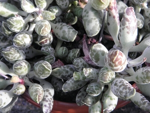 adromischus cooperi