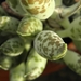 adromischus cooperi.                                         2
