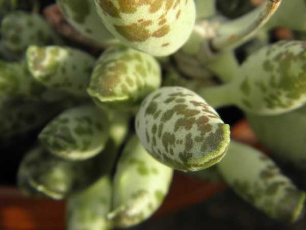 adromischus cooperi.                                         2