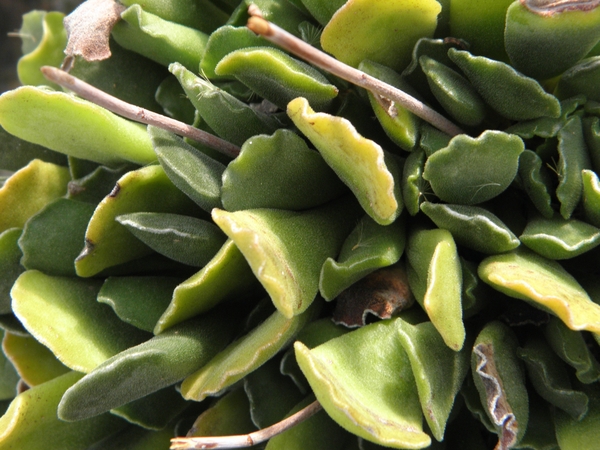 adromischus cristatus.                                           