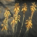 aloe  humilus