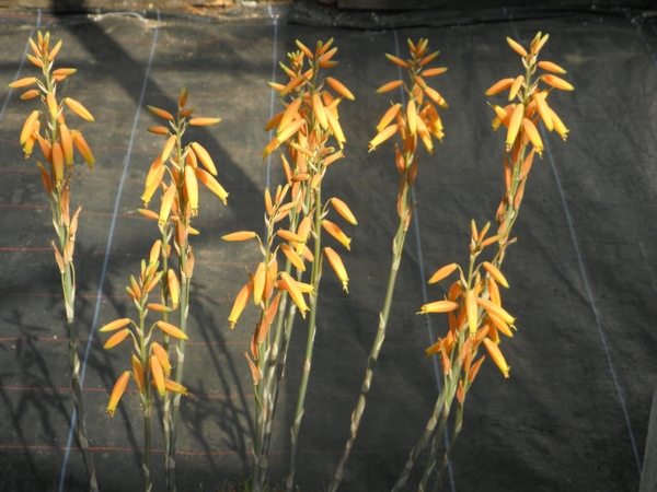 aloe  humilus