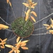 aloe  humilus.                                                  2