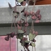 ceropegia  woodii                                             2
