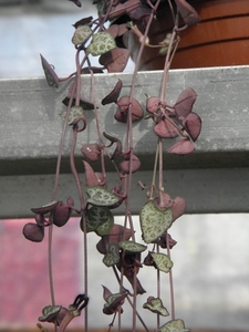 ceropegia  woodii                                             2