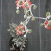 cotyledon orbiculata . v . orbiculata