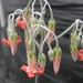 cotyledon orbiculata . v . orbiculata.                           