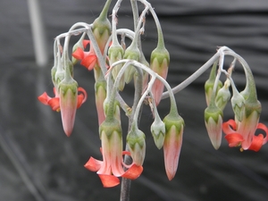 cotyledon orbiculata . v . orbiculata.                           