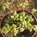 crassula  hottentottii