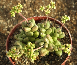 crassula  hottentottii