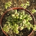 crassula  hottentottii.                                          