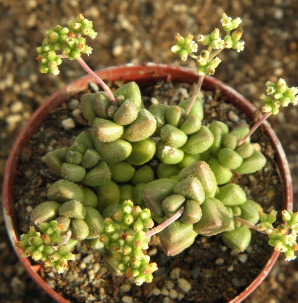 crassula  hottentottii.                                          