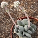 crassula  tecta