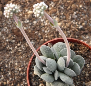 crassula  tecta