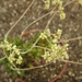 crassula marchandii