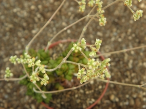 crassula marchandii