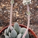 crassula tecta                                            2