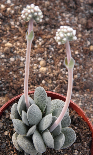 crassula tecta                                            2