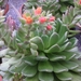 echeveria sp