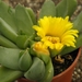 pleiospilos willowmorensis