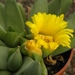 pleiospilos willowmorensis                                       