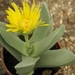 ruchia  stenophylla
