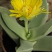 ruchia  stenophylla                                              