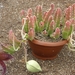stapelia  giganthea